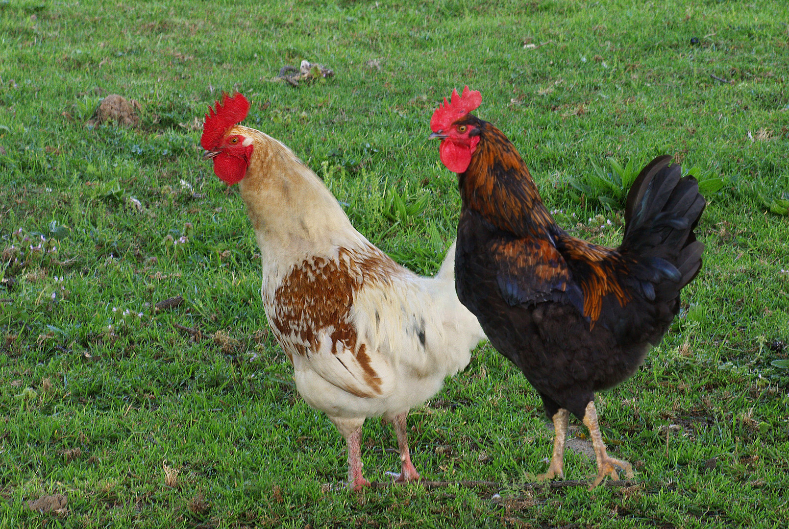 Les coqs de la ferme d’à côté - Die Hähne von dem Bauernhof nebenan