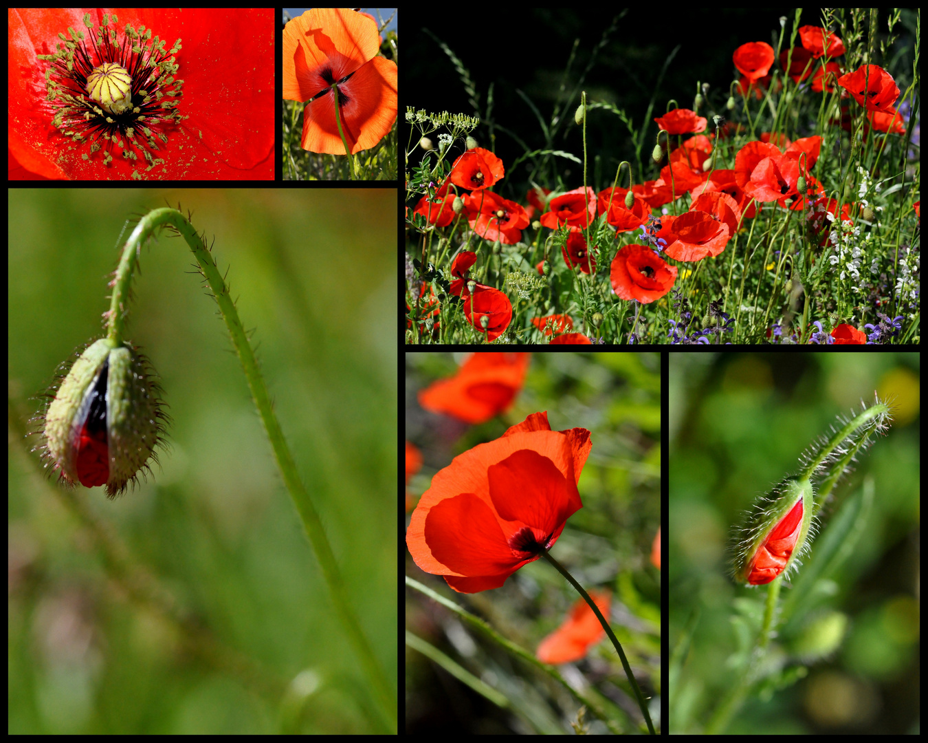 Les coquelicots