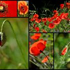 Les coquelicots