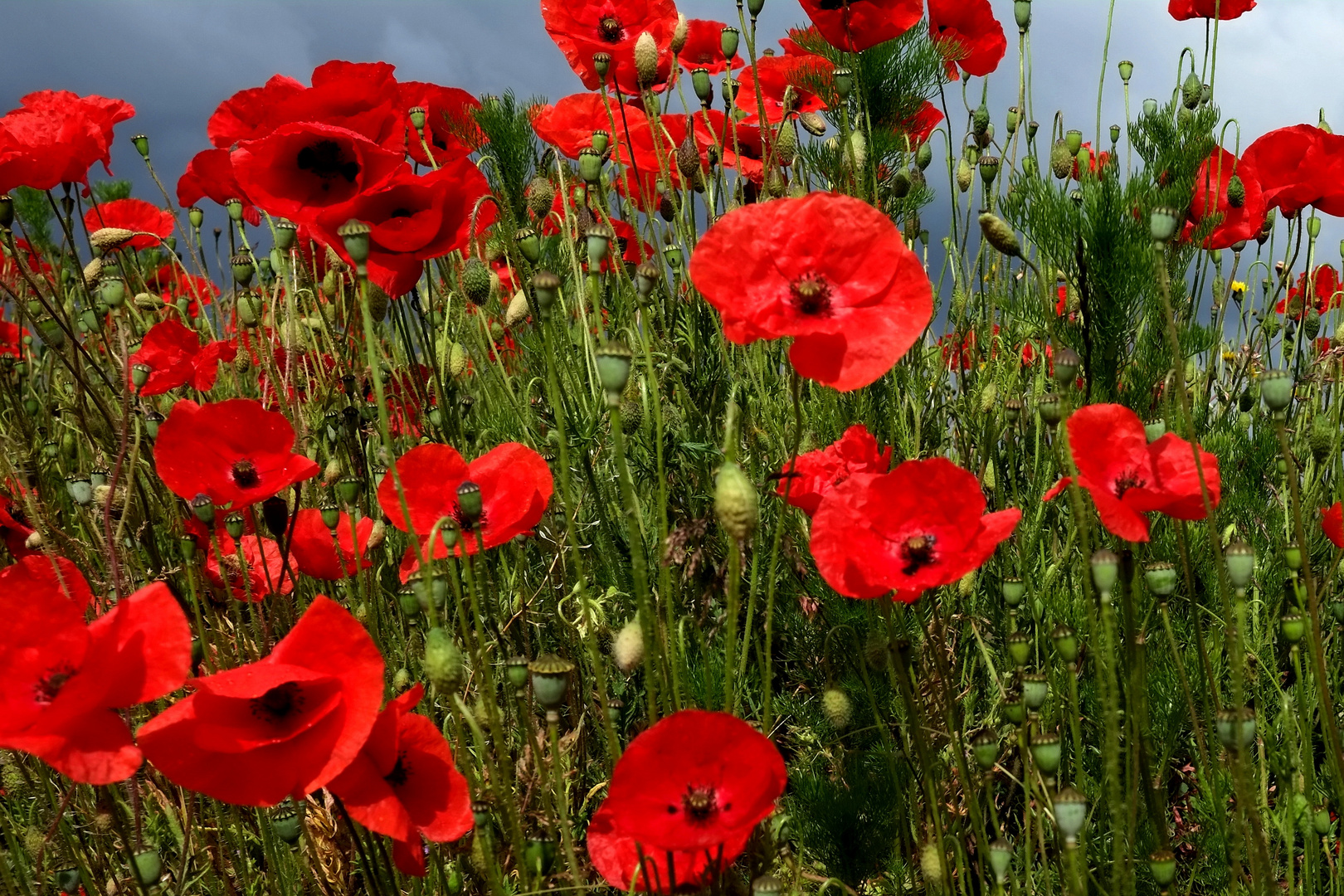 les coquelicots 