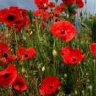 les coquelicots 