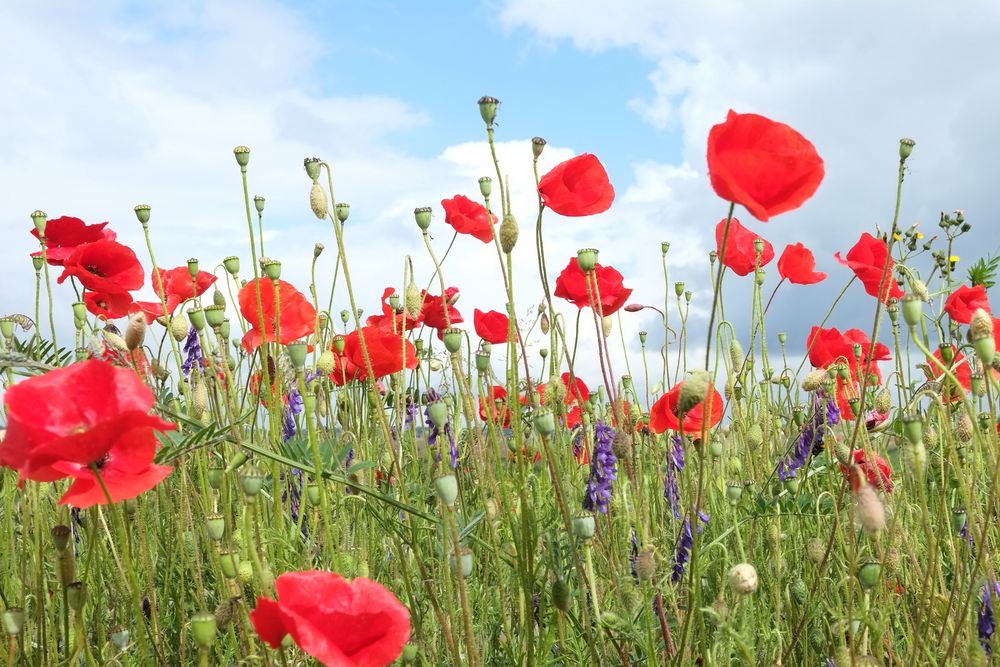 les coquelicots  