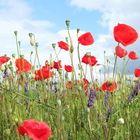 les coquelicots  