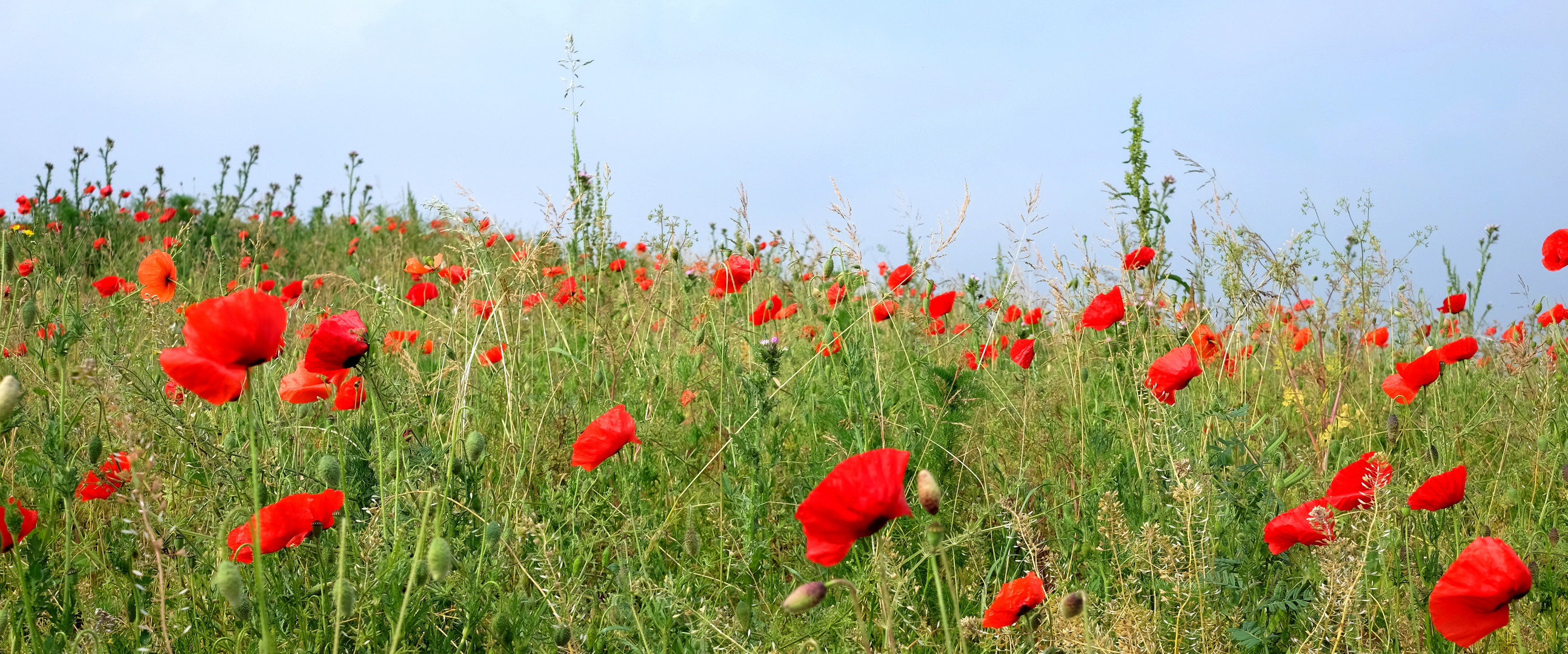 les coquelicots