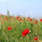 les coquelicots