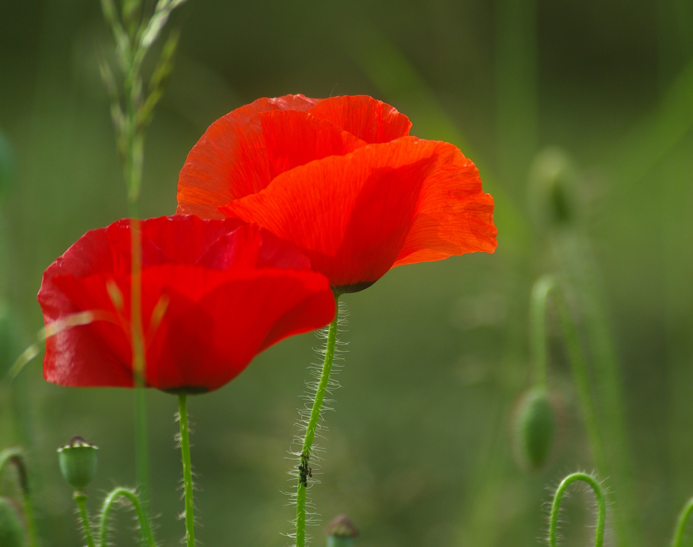 Les coquelicots