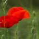 Les coquelicots