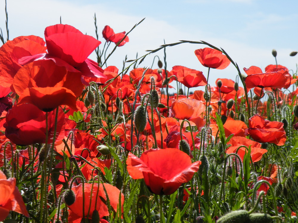 Les coquelicots