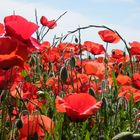 Les coquelicots