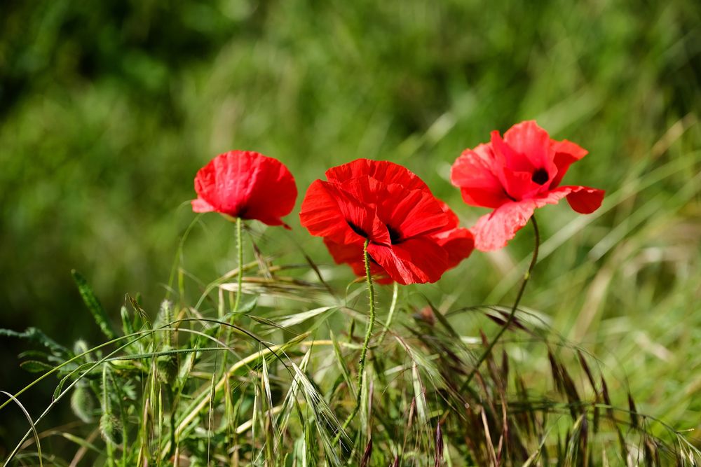 les Coquelicots  