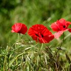 les Coquelicots  