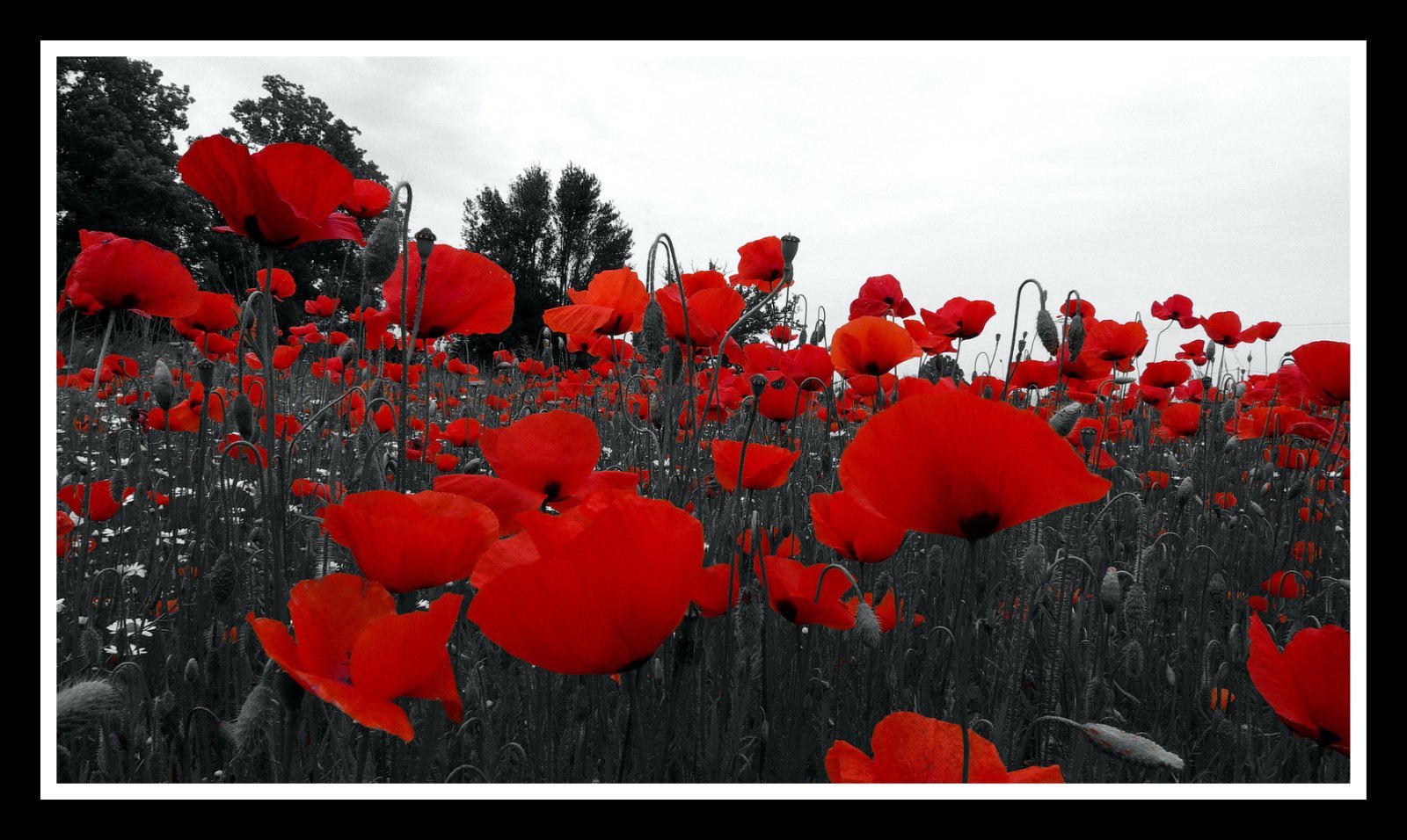 LES COQUELICOTS