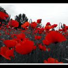 LES COQUELICOTS