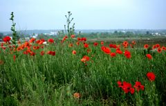 les coquelicots