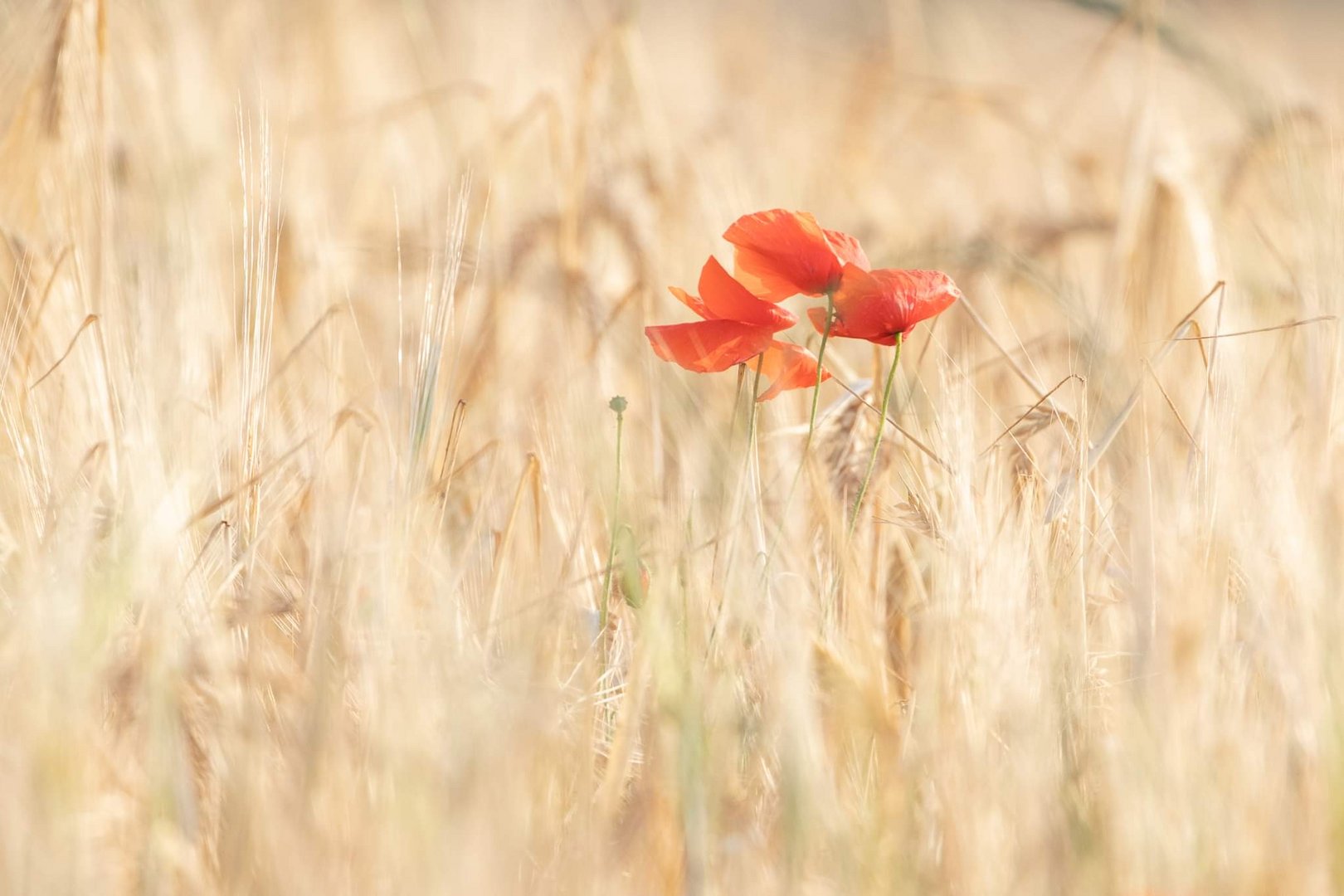 Les coquelicots 