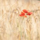 Les coquelicots 