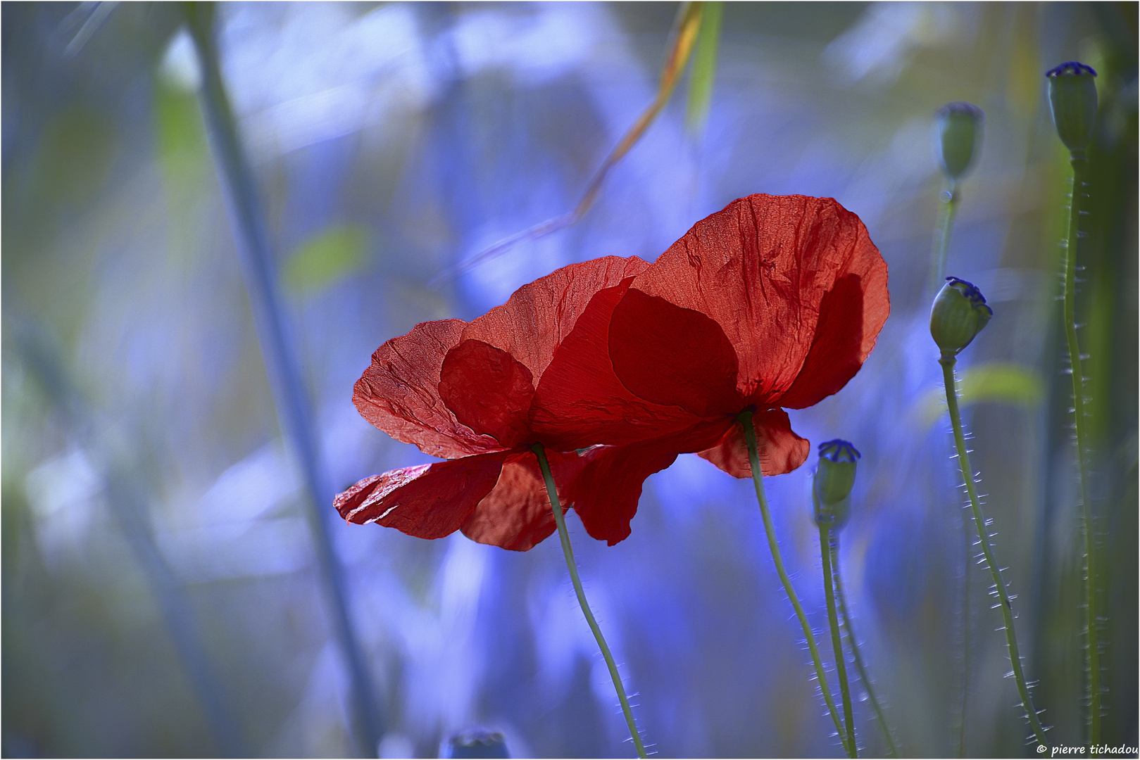 les coquelicots