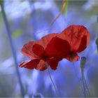 les coquelicots