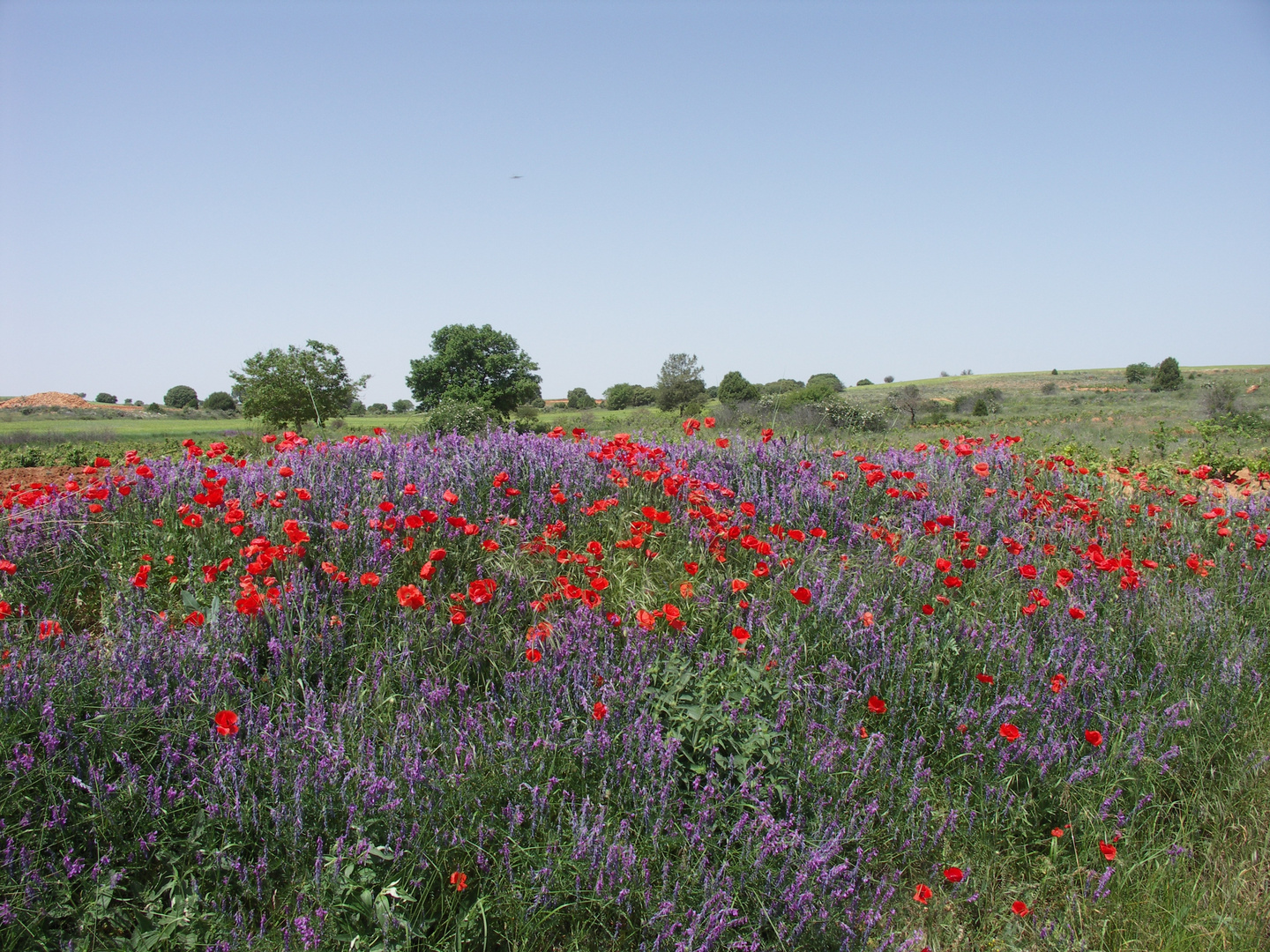 les coquelicots