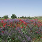 les coquelicots