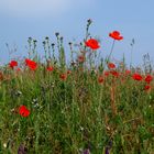 les coquelicots