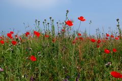 les coquelicots