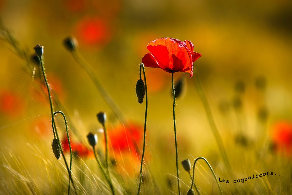 Les coquelicots....