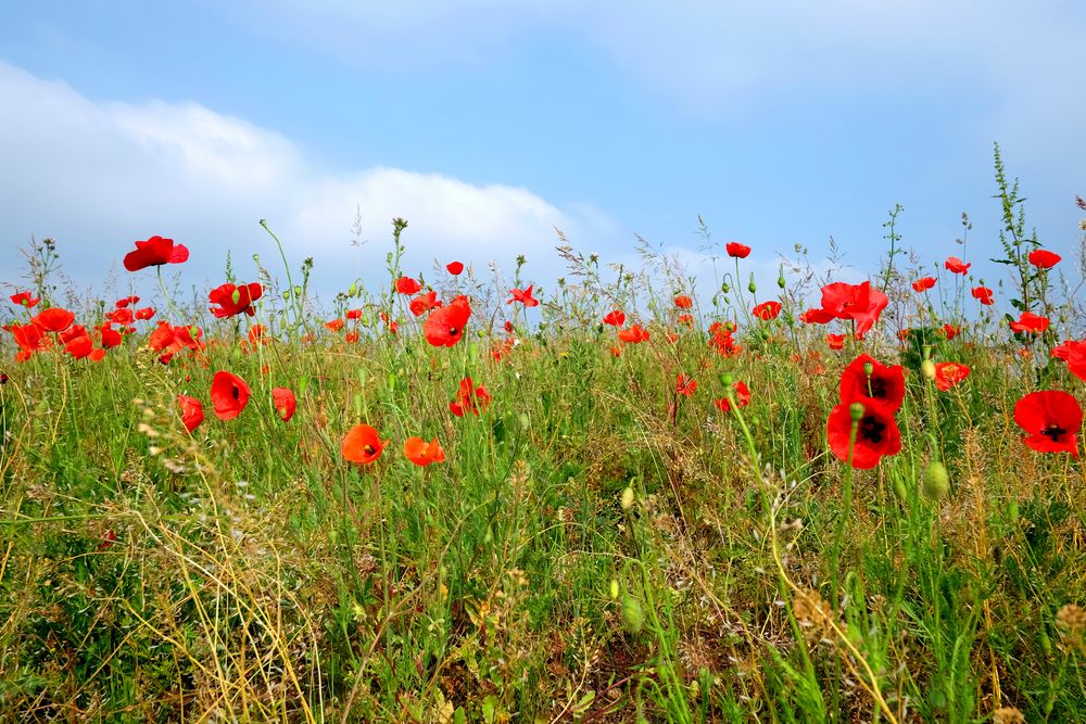 les coquelicots