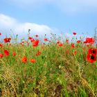 les coquelicots