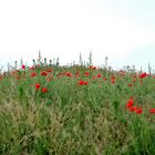 les coquelicots