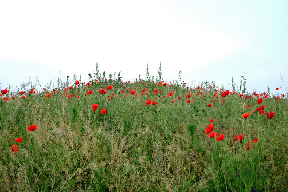 les coquelicots