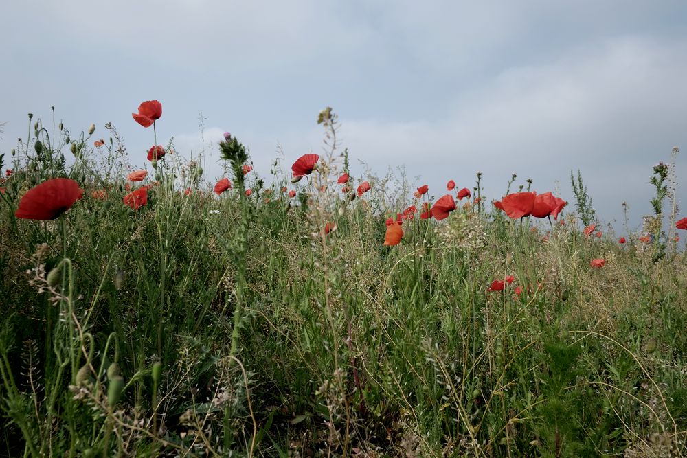 les coquelicots 