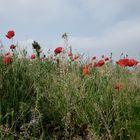 les coquelicots 