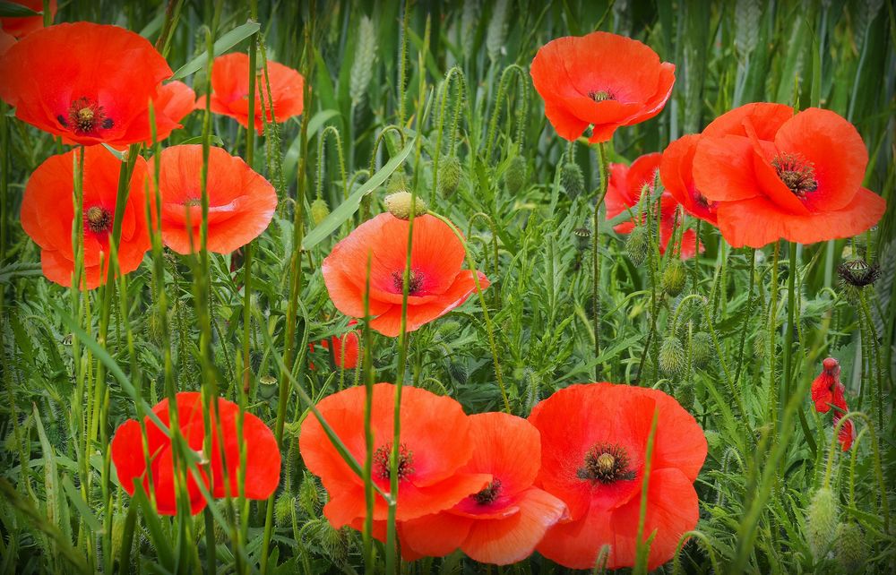 Les coquelicots