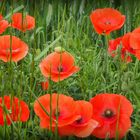 Les coquelicots