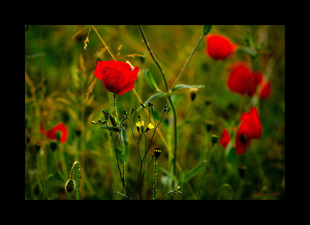 Les coquelicots