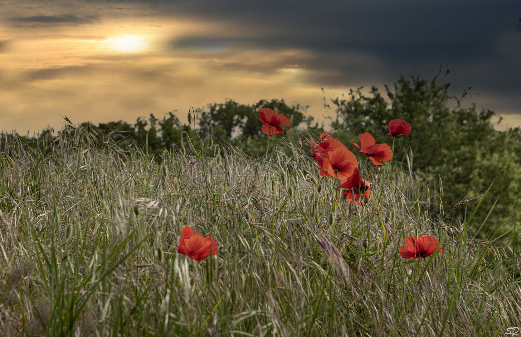 Les coquelicots.