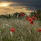 Les coquelicots.