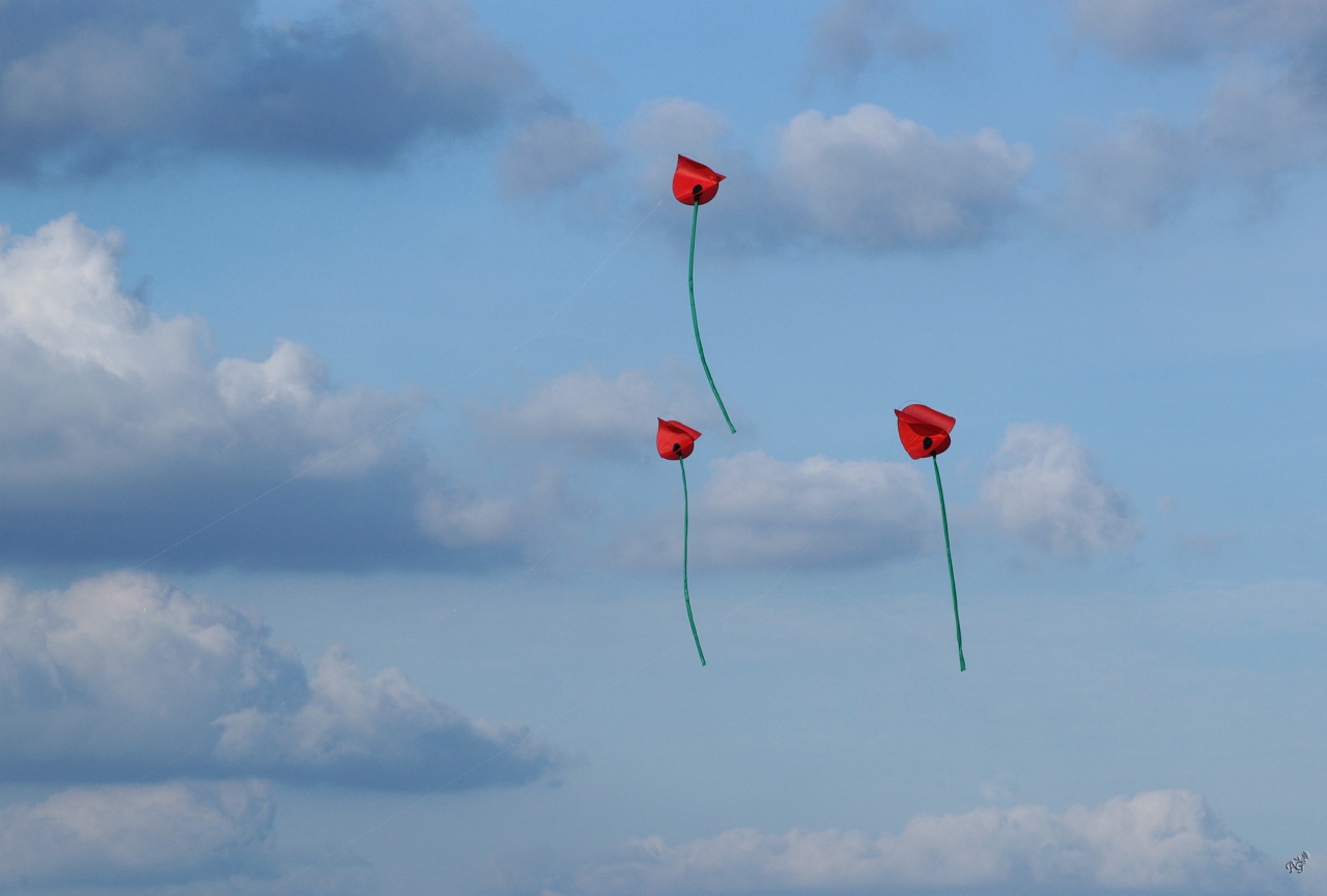 Les coquelicots