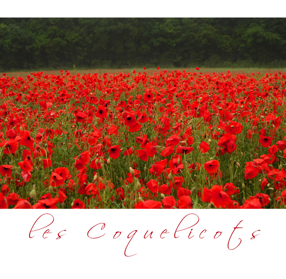 Les Coquelicots....