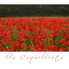 Les Coquelicots....