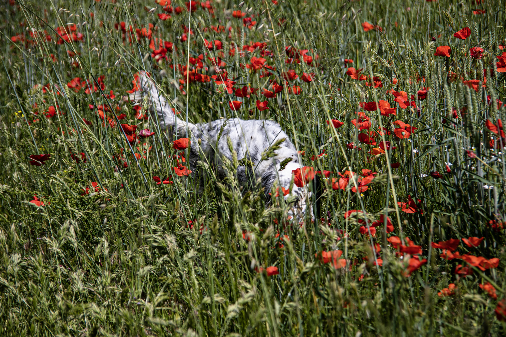 Les coquelicots .