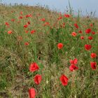 les coquelicots