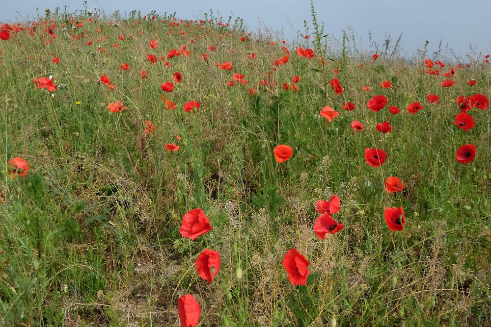 les coquelicots