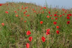 les coquelicots