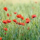 Les coquelicots dans le champ de blé