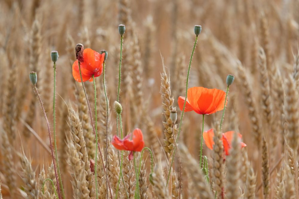 les coquelicots dans les blés