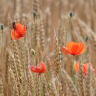 les coquelicots dans les blés