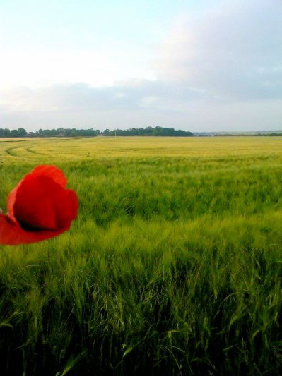 Les coquelicots d'Armentière