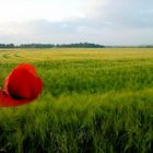 Les coquelicots d'Armentière